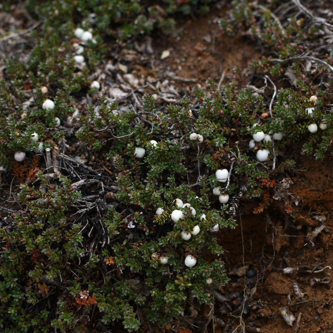 Gaultheria pumila — Chaura enana
