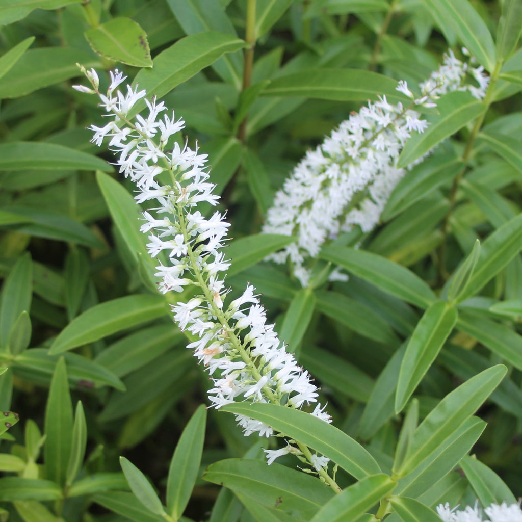 Hebe salicifolia — Verónica