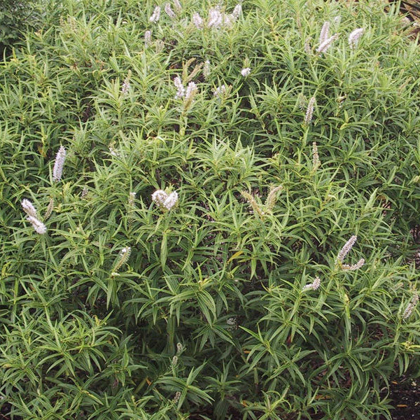 Hebe salicifolia — Verónica