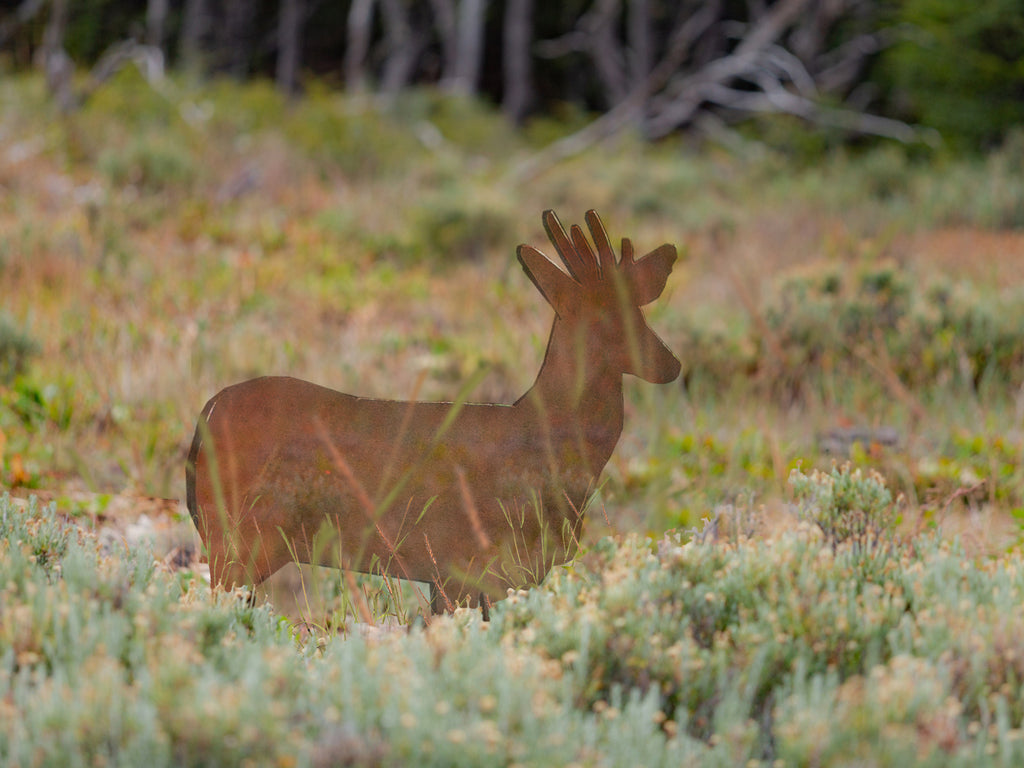 Bioruta Parque Nacional Cerro Castillo