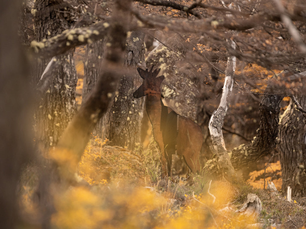 Bioruta Parque Nacional Cerro Castillo