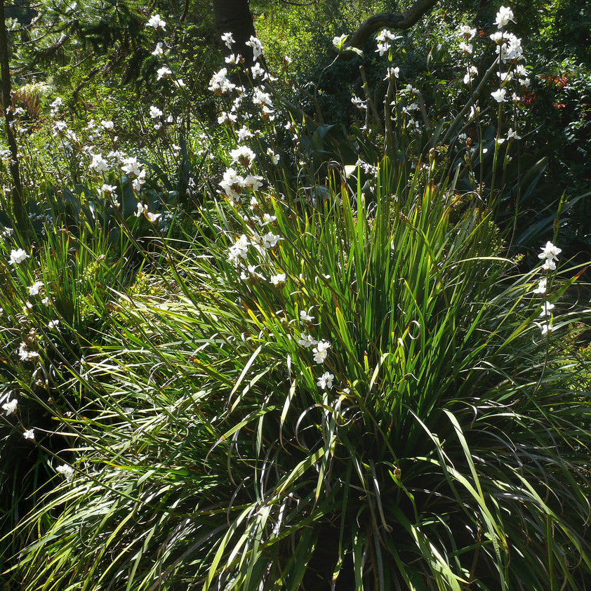 Libertia chilensis — Calle calle