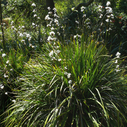Libertia chilensis — Calle calle