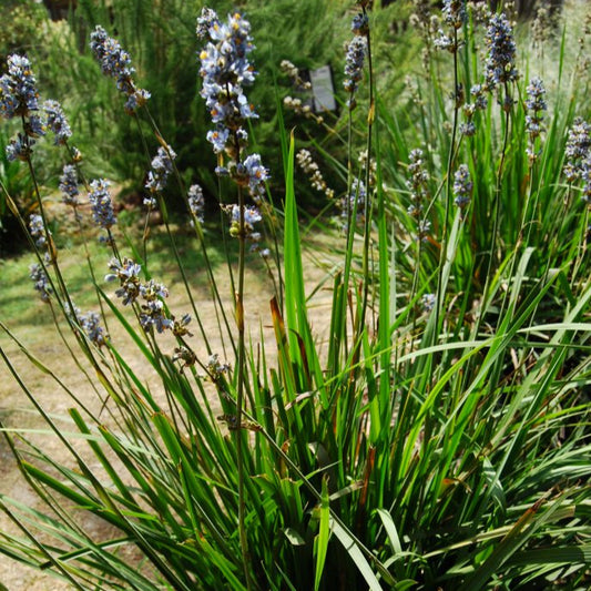 Libertia sessiliflora — Trique
