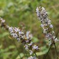 Libertia sessiliflora — Trique