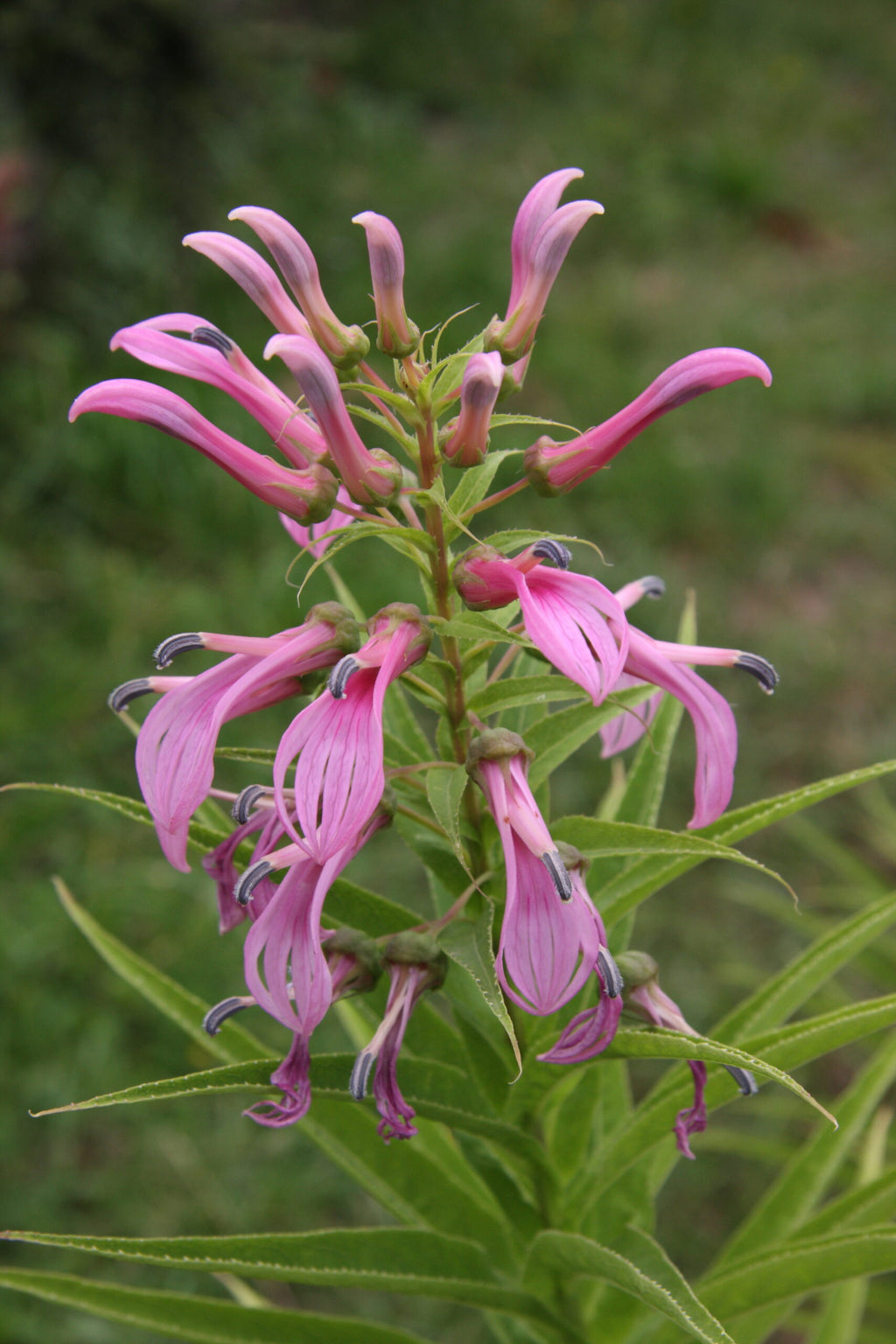 Lobelia bridgesii