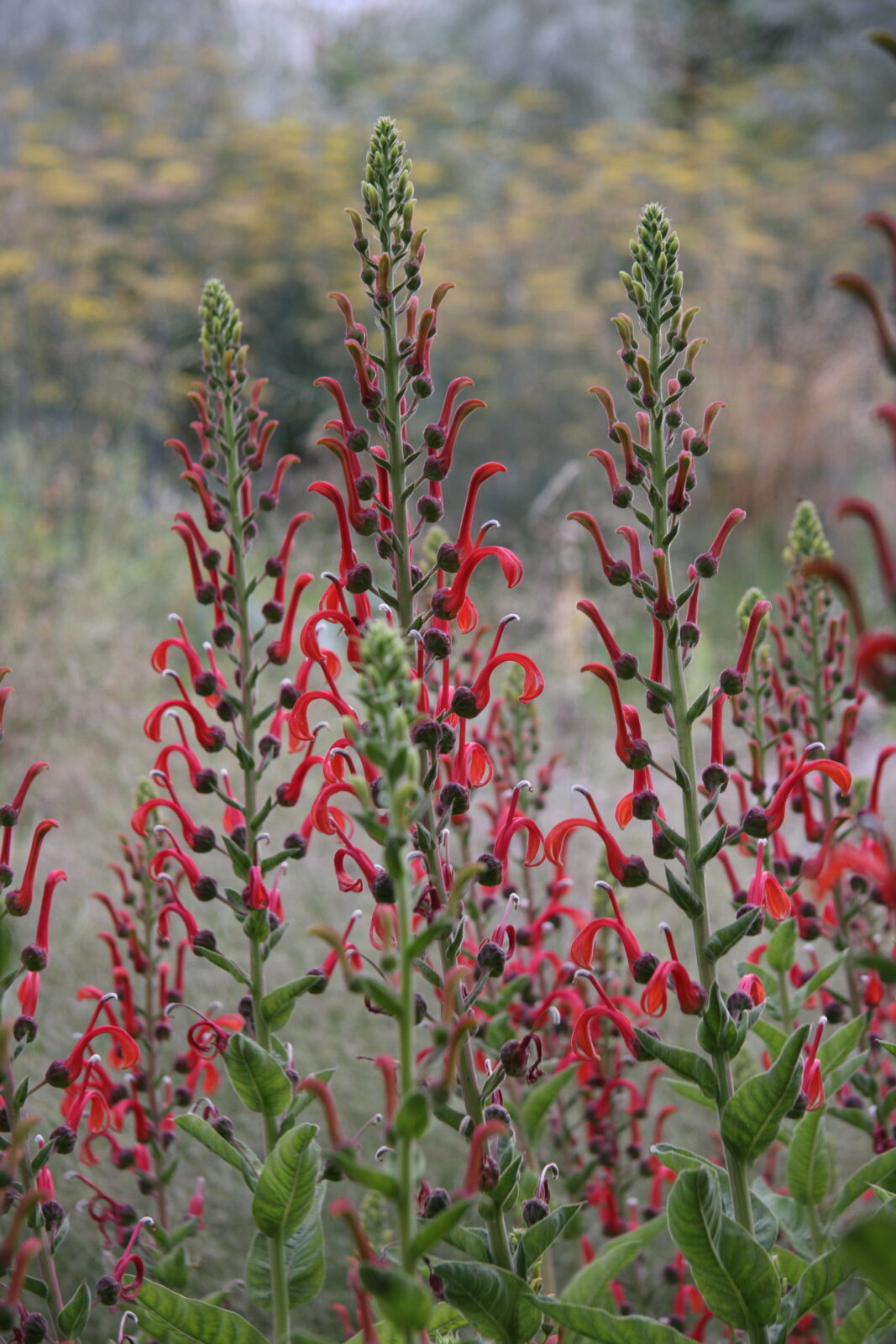 Lobelia tupa — Tabaco del diablo