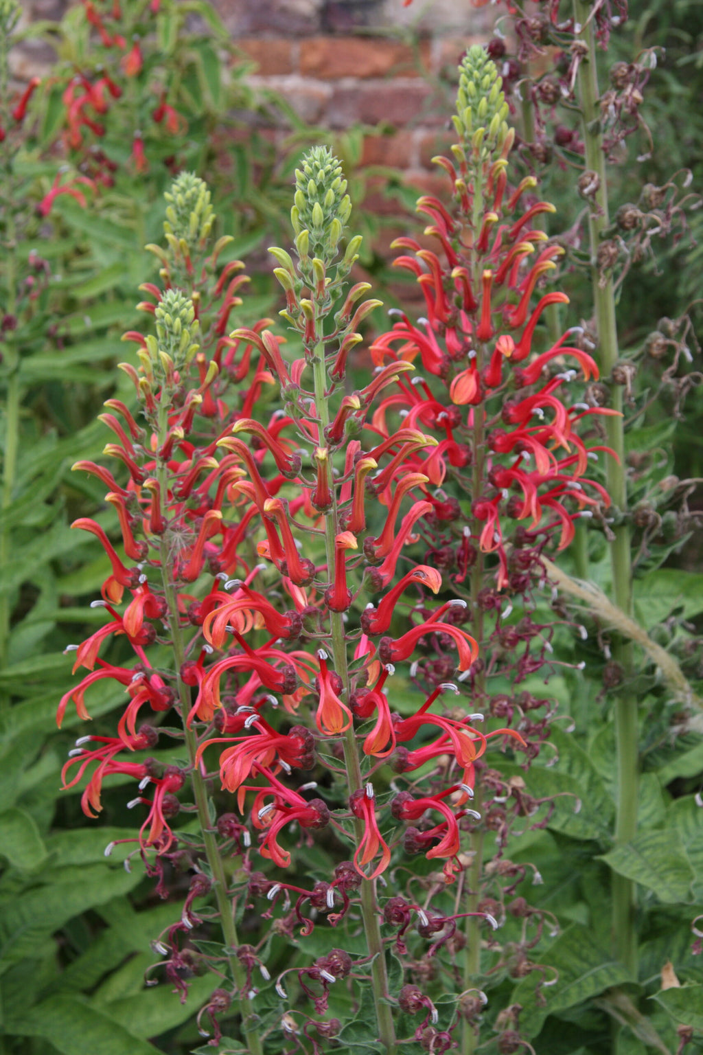 Lobelia tupa — Tabaco del diablo
