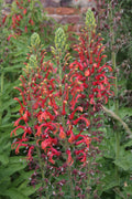 Lobelia tupa — Tabaco del diablo
