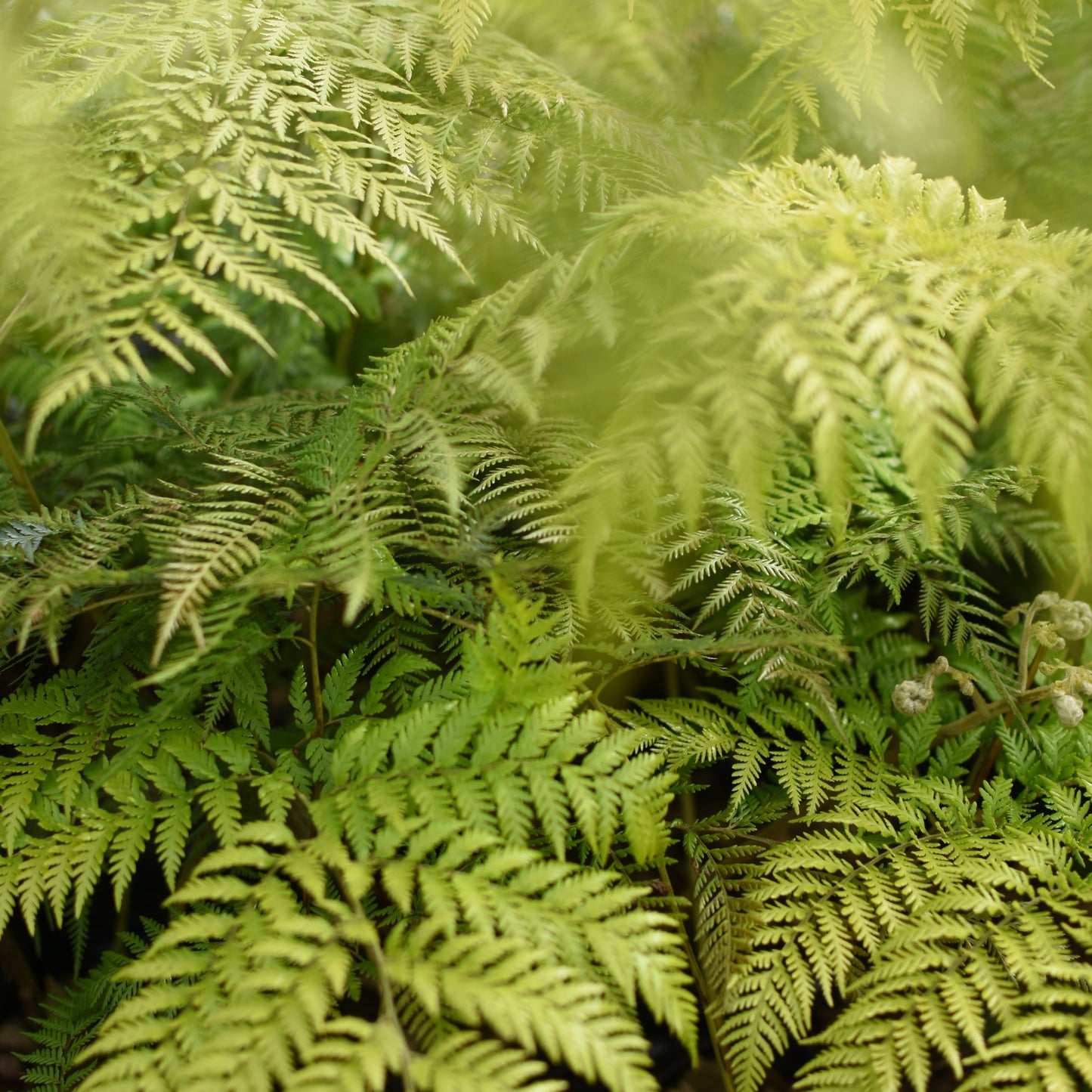 Lophosoria quadripinnata — Palmilla