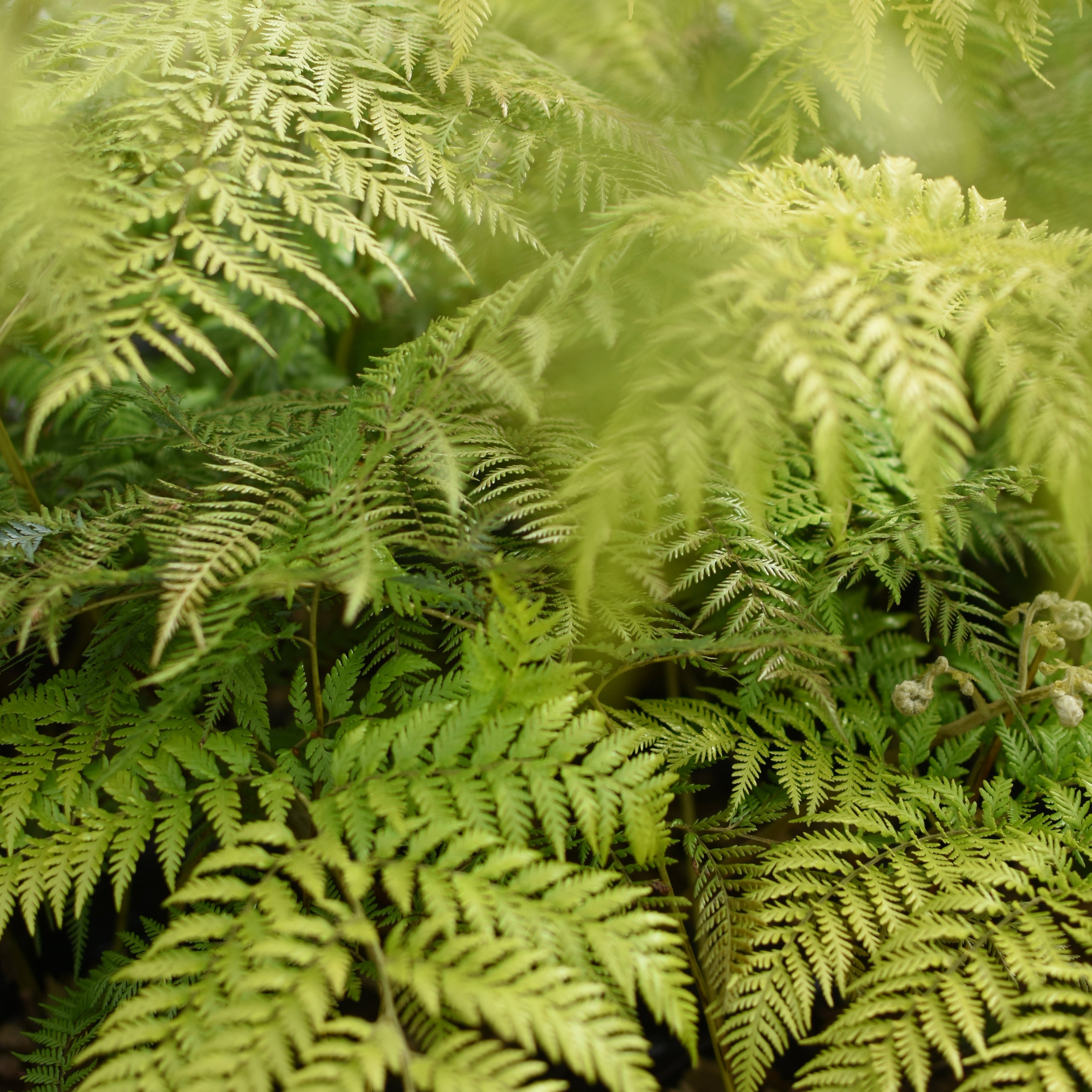 Lophosoria quadripinnata — Palmilla