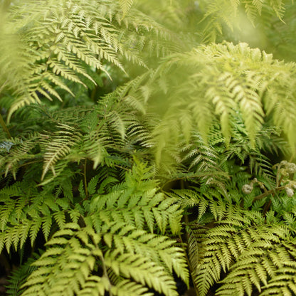 Lophosoria quadripinnata — Palmilla