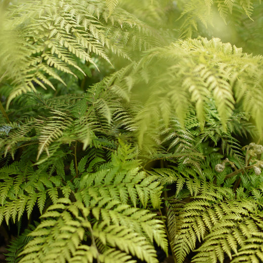 Lophosoria quadripinnata — Palmilla