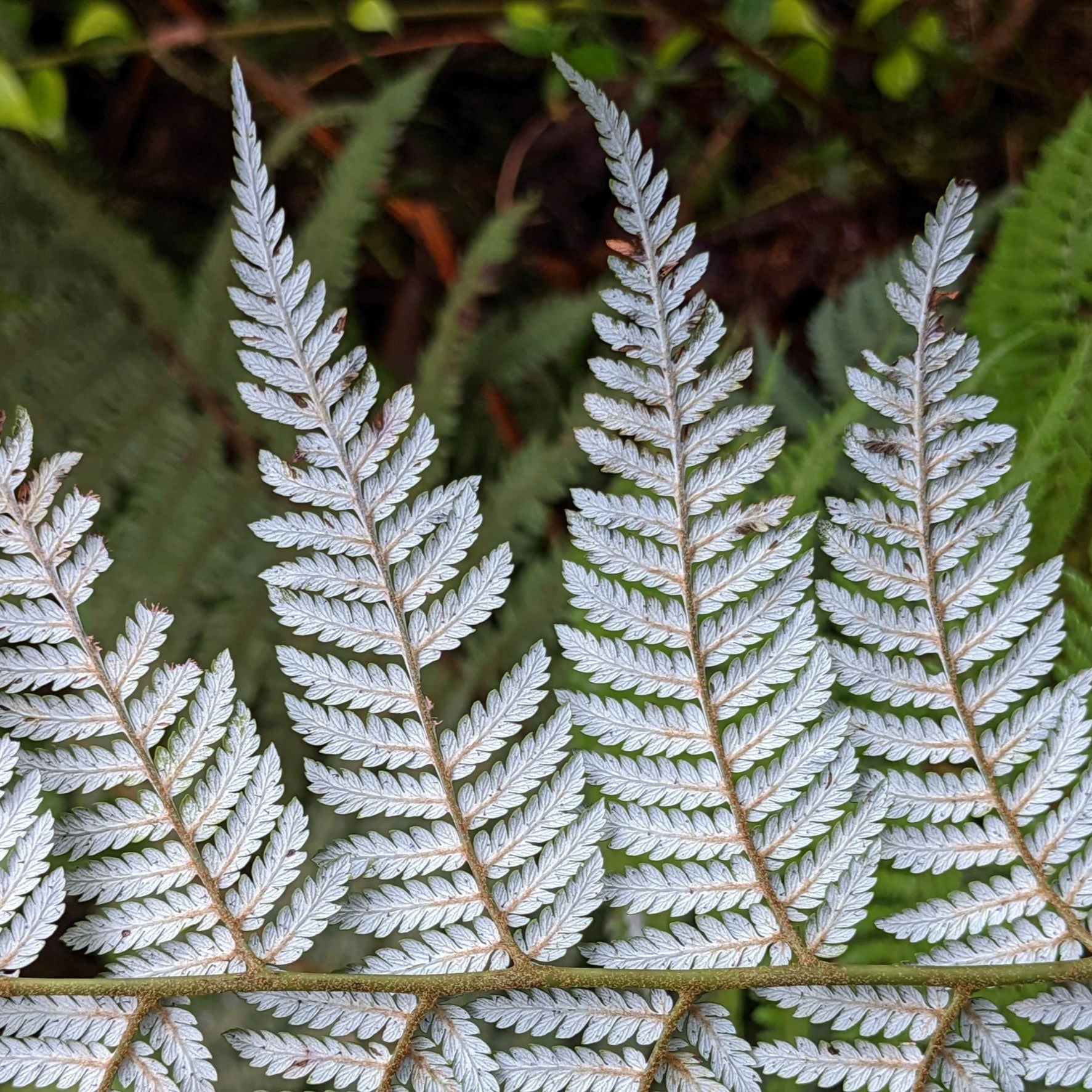 Lophosoria quadripinnata — Palmilla