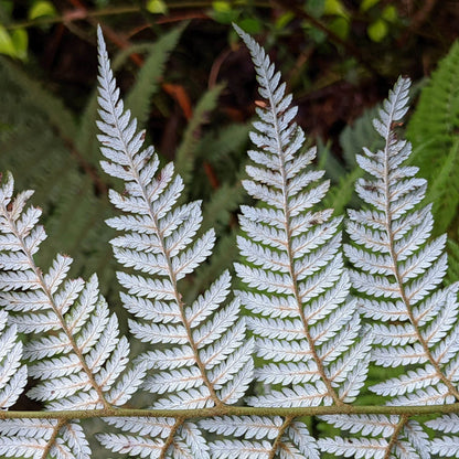Lophosoria quadripinnata — Palmilla