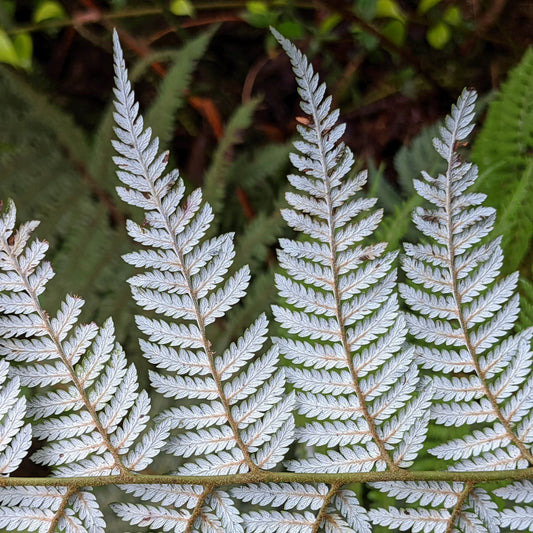 Lophosoria quadripinnata — Palmilla