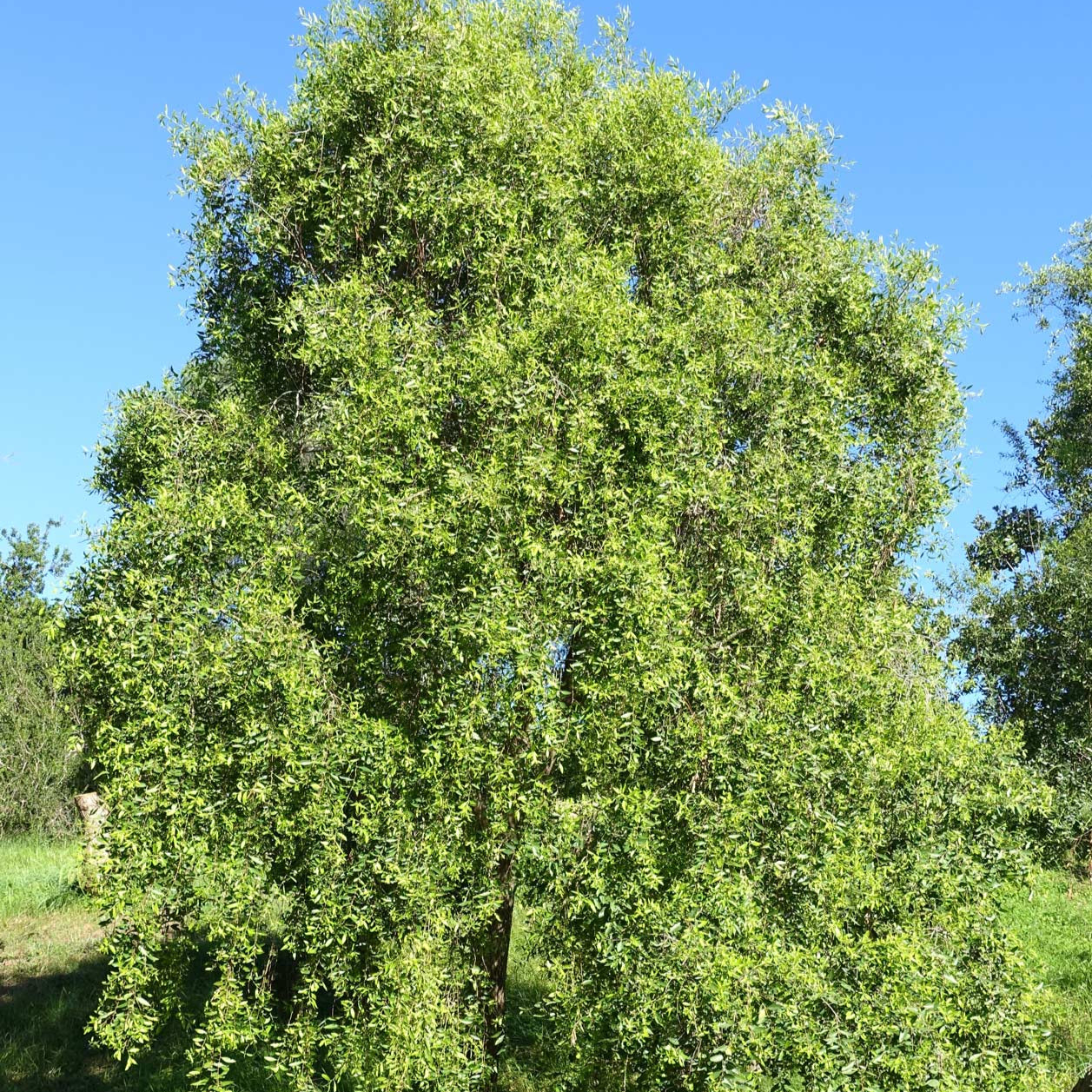 Maytenus boaria — Maitén