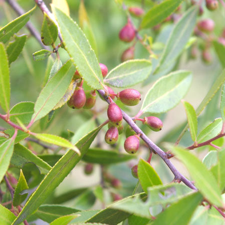 Maytenus boaria — Maitén