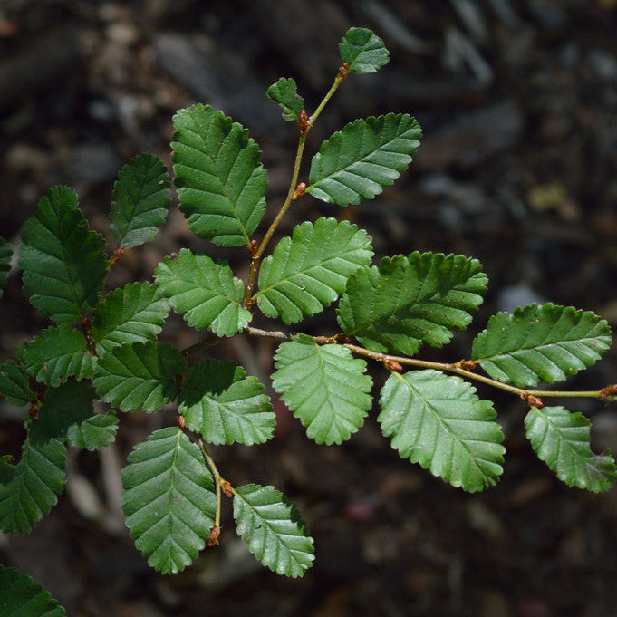 Nothofagus pumilio — Lenga