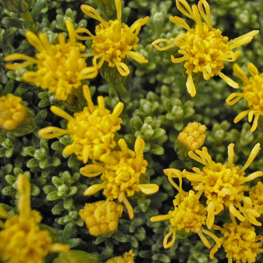 Nardophyllum bryoides — Mata guanaco