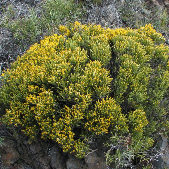 Nardophyllum bryoides — Mata guanaco