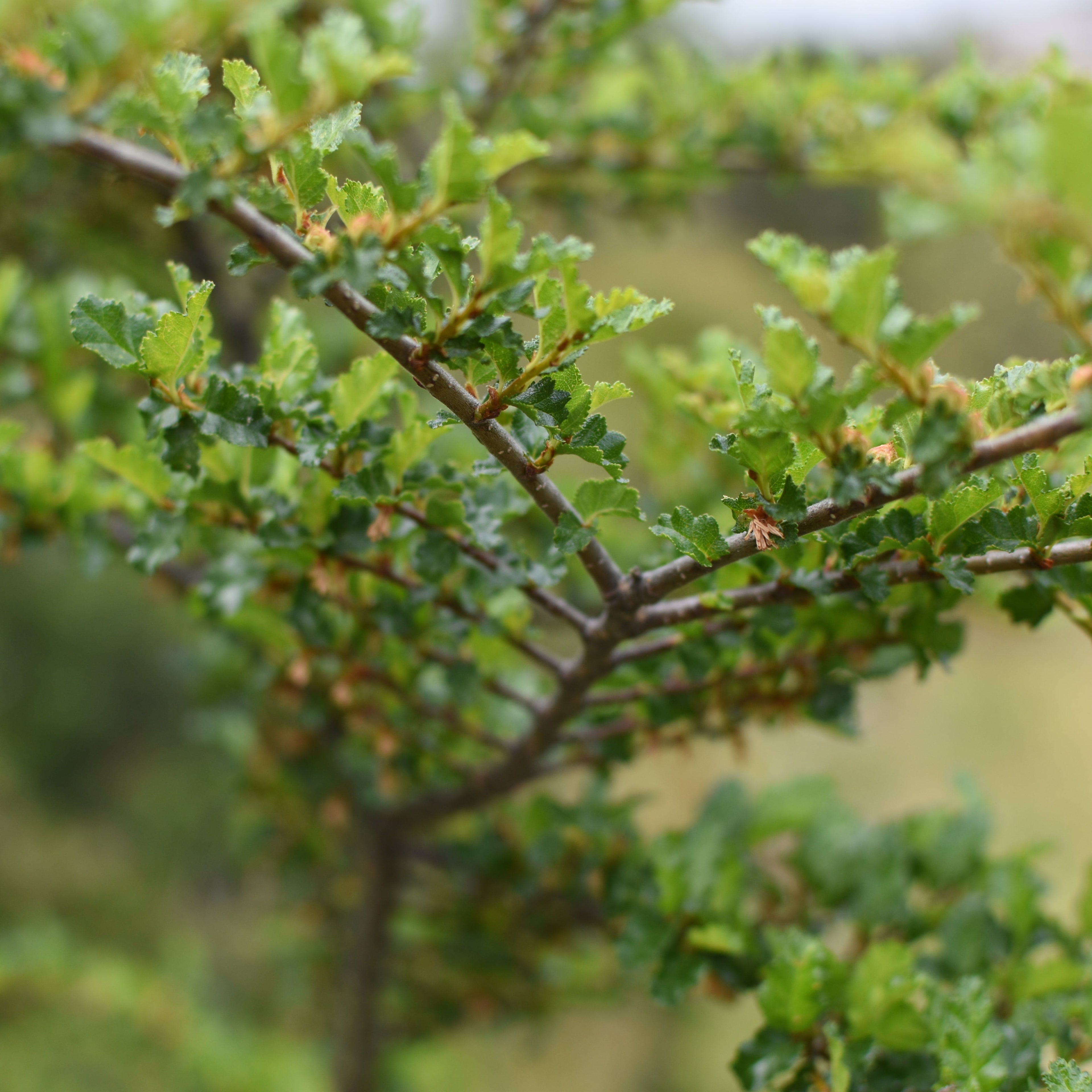 Nothofagus antarctica — Ñirre