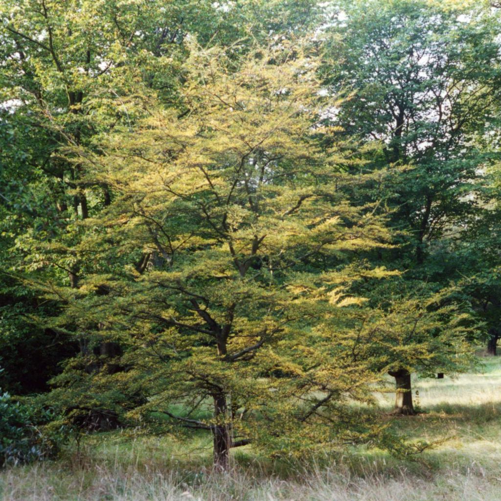Nothofagus antarctica — Ñirre
