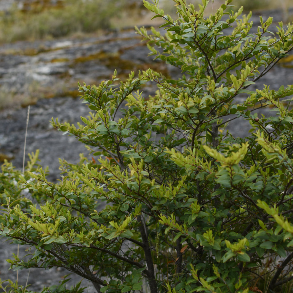Nothofagus dombeyi — Coihue