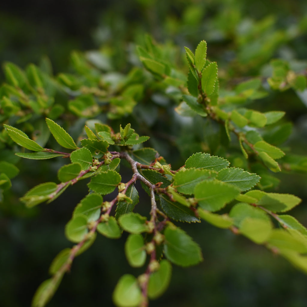 Nothofagus dombeyi — Coihue