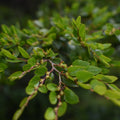 Nothofagus dombeyi — Coihue