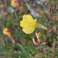 Oenothera odorata — Don Diego de la noche