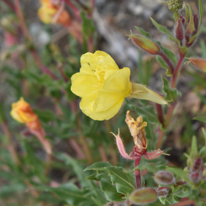Oenothera odorata — Don Diego de la noche