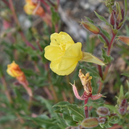 Oenothera odorata — Don Diego de la noche