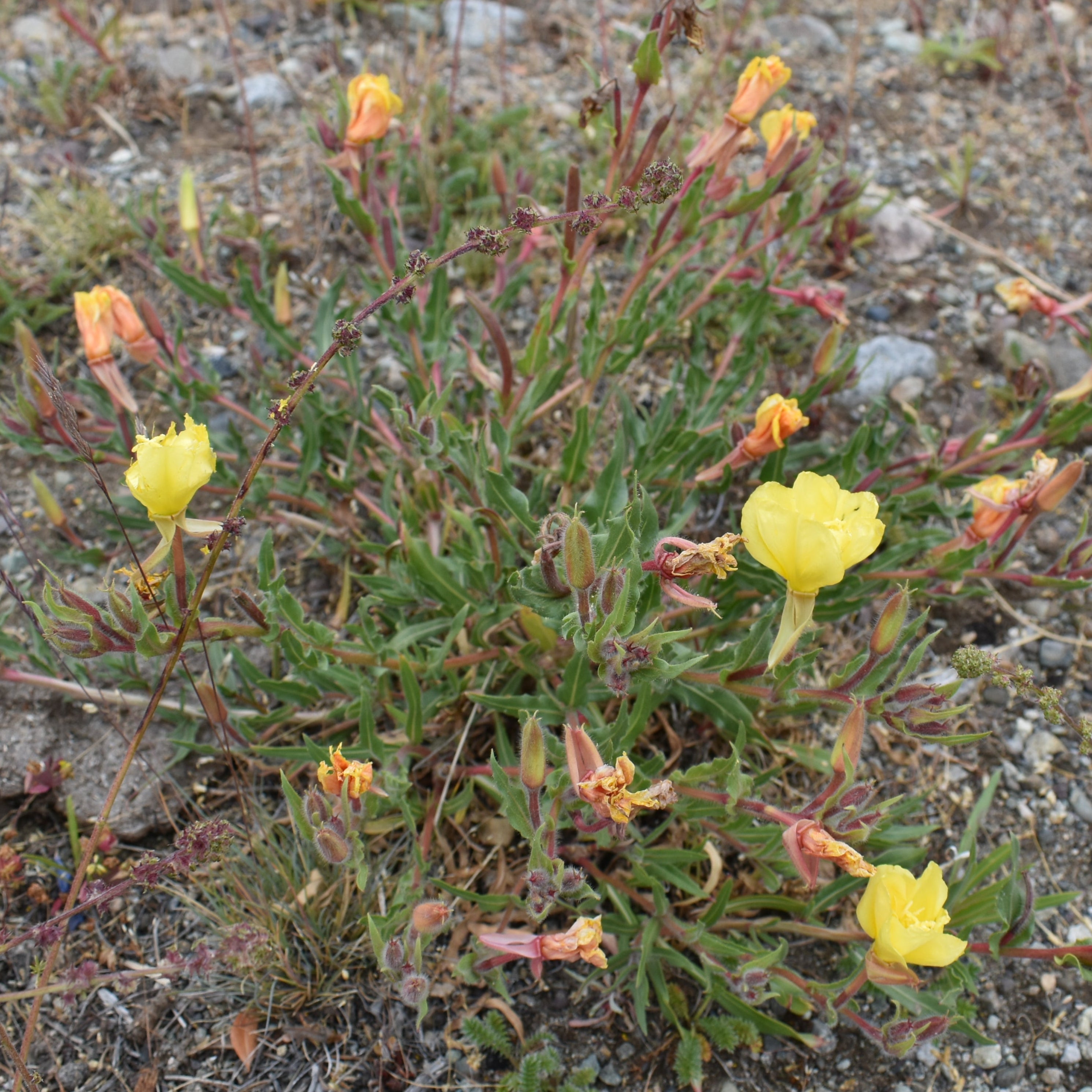 Oenothera odorata — Don Diego de la noche