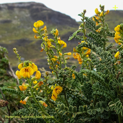 Pack Matorral de Estepa