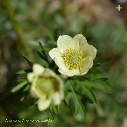 Pack Pradera de Estepa