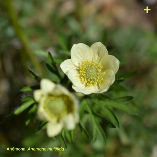 Pack Banda Floral de Estepa