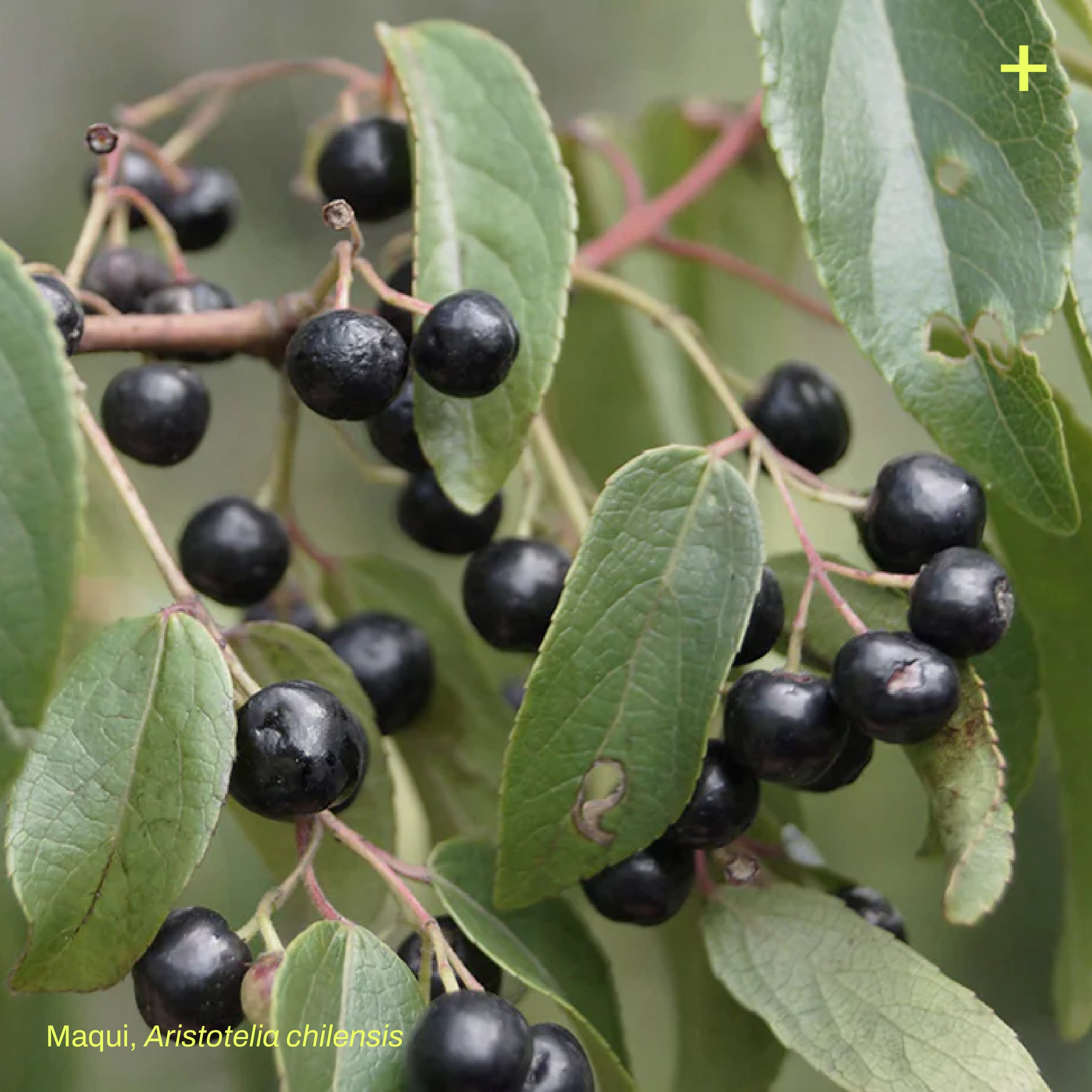 Pack Bosque Miyawaki Siempreverde