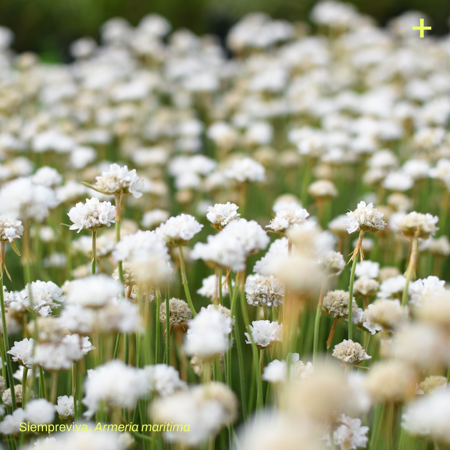 Pack Pradera de Estepa