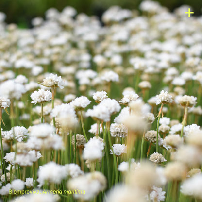 Pack Pradera de Estepa