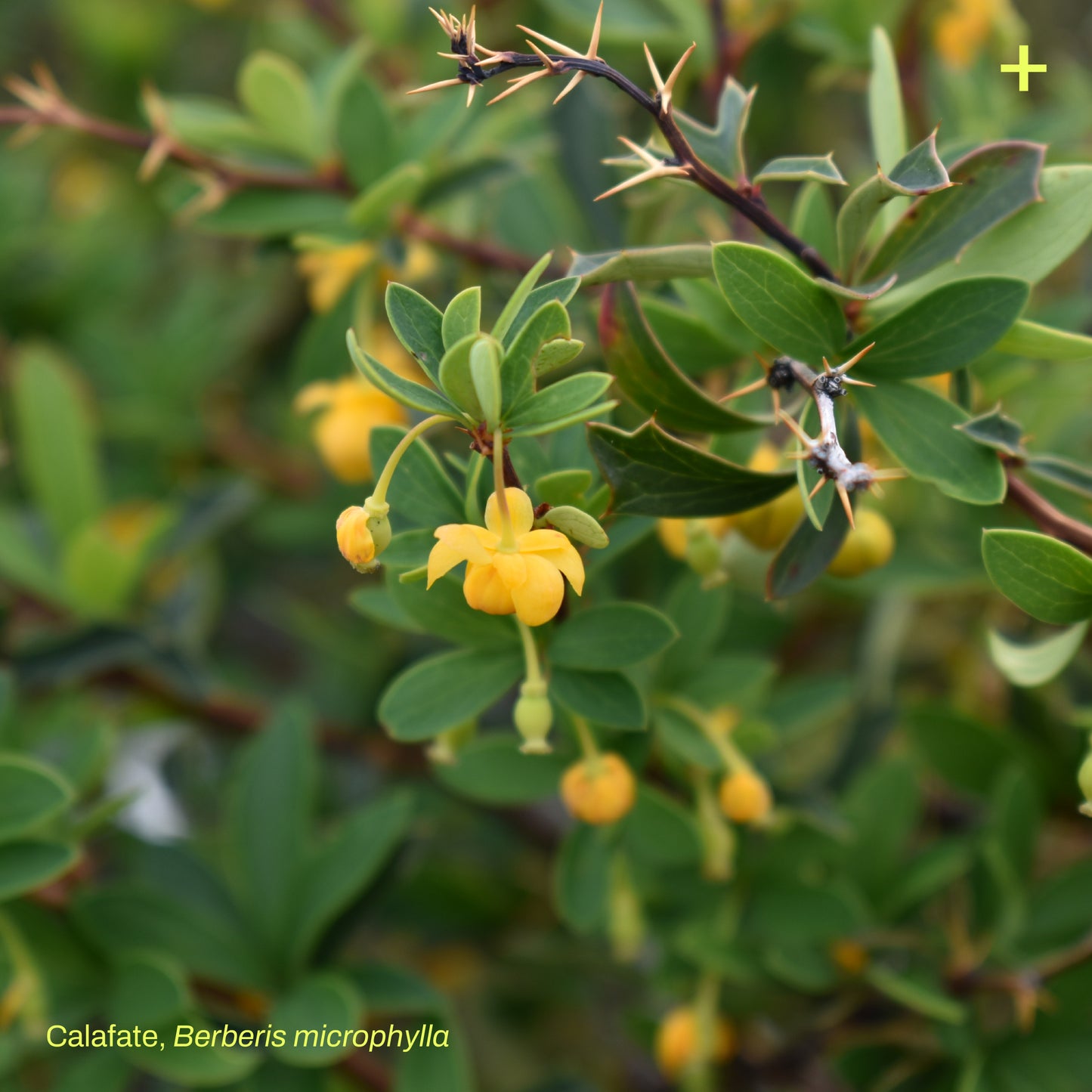 Sticker Flora Nativa — Calafate