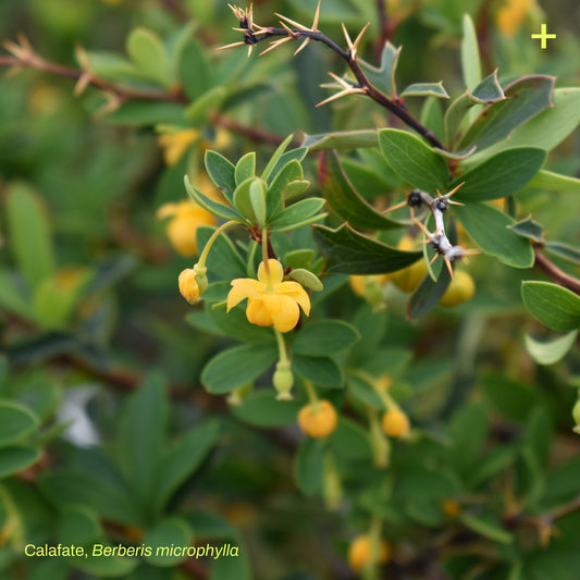 Sticker Flora Nativa — Calafate