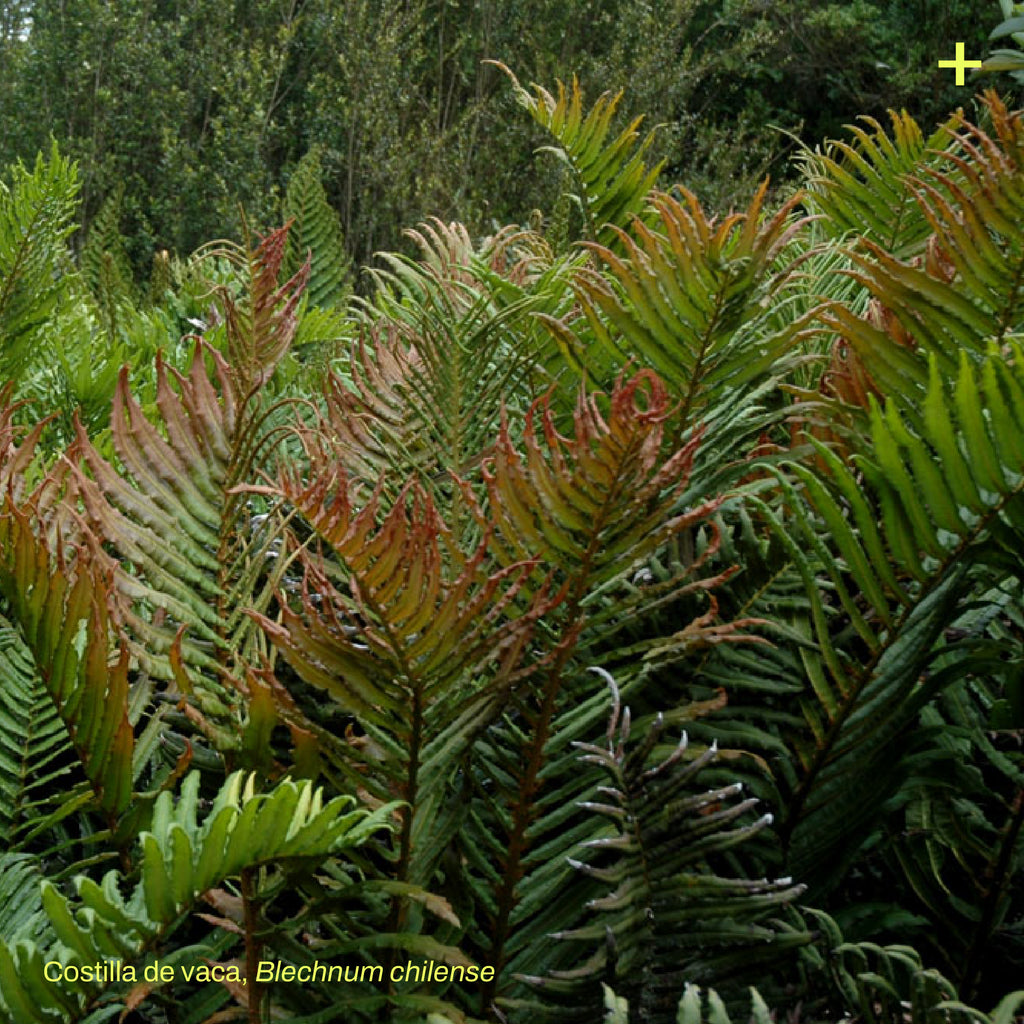 Pack Jardín de Lluvia