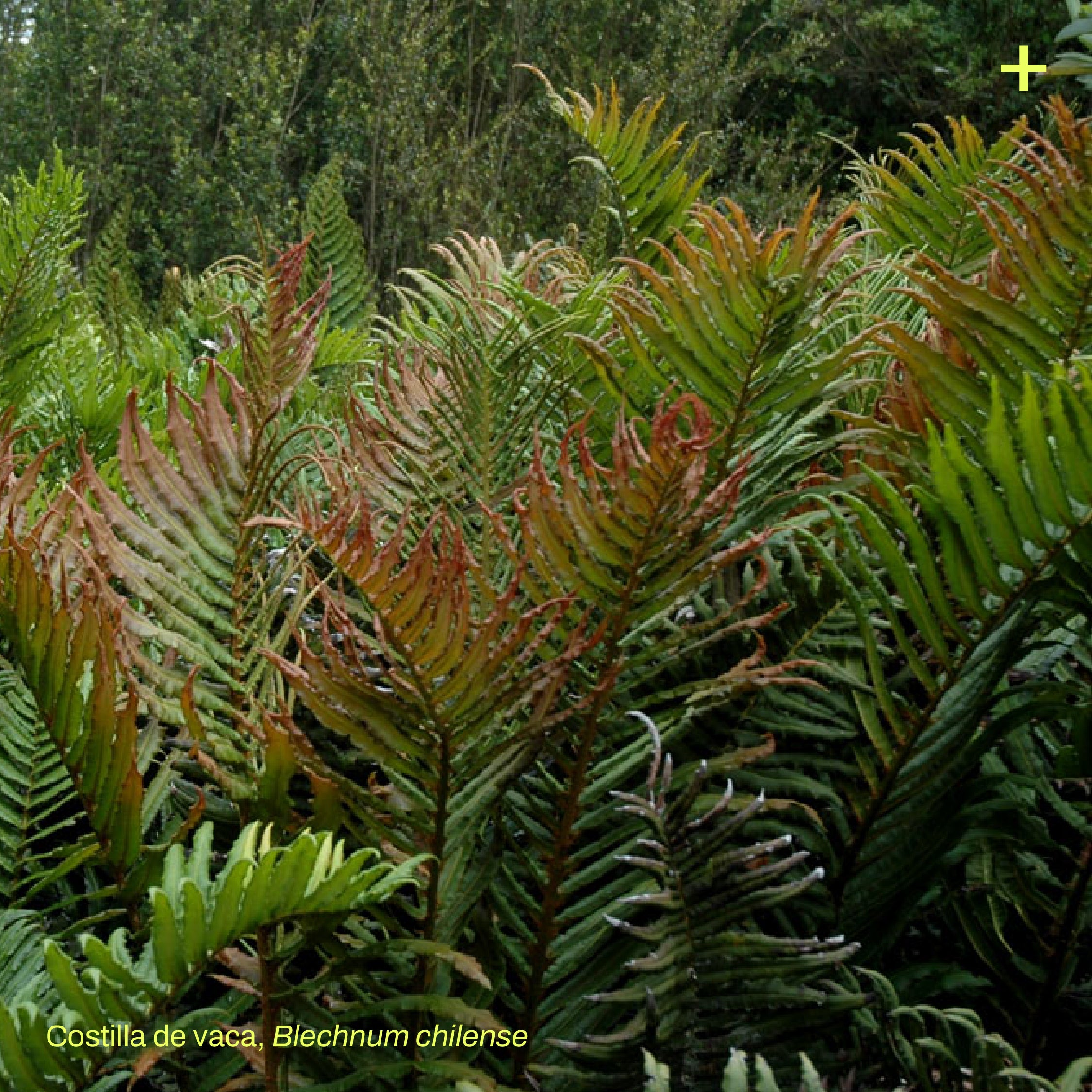 Pack Jardín de Lluvia