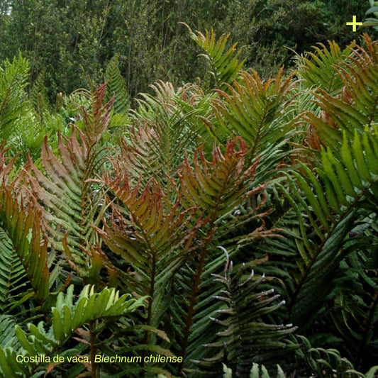 Pack Jardín de Lluvia