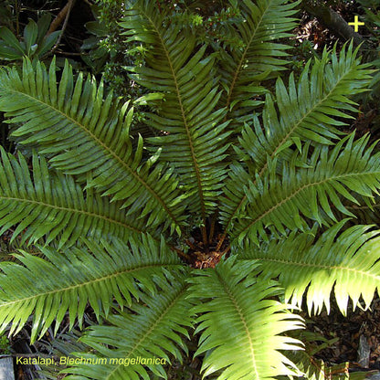 Pack Jardín de Lluvia