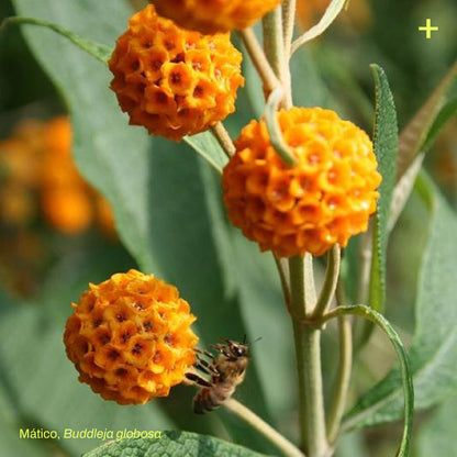 Pack Jardín Medicinal