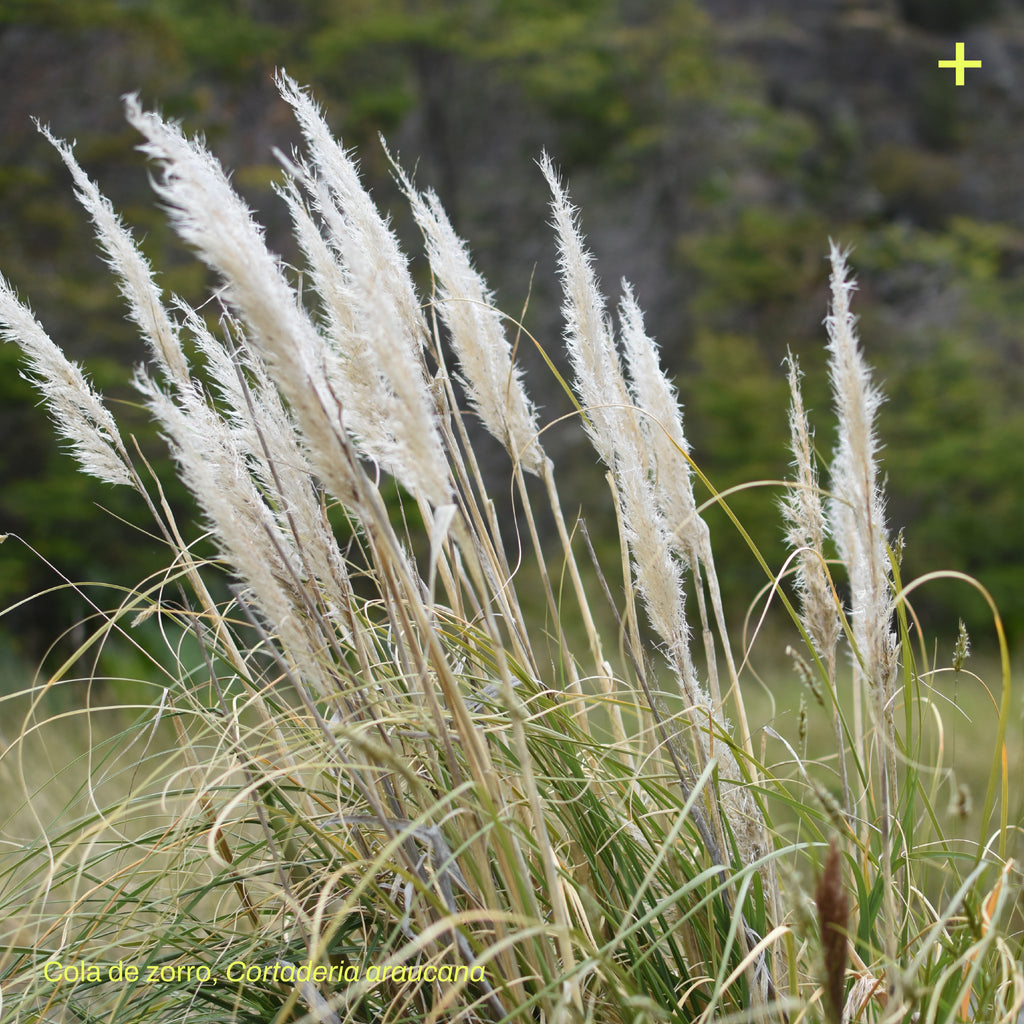 Pack Jardín de Lluvia