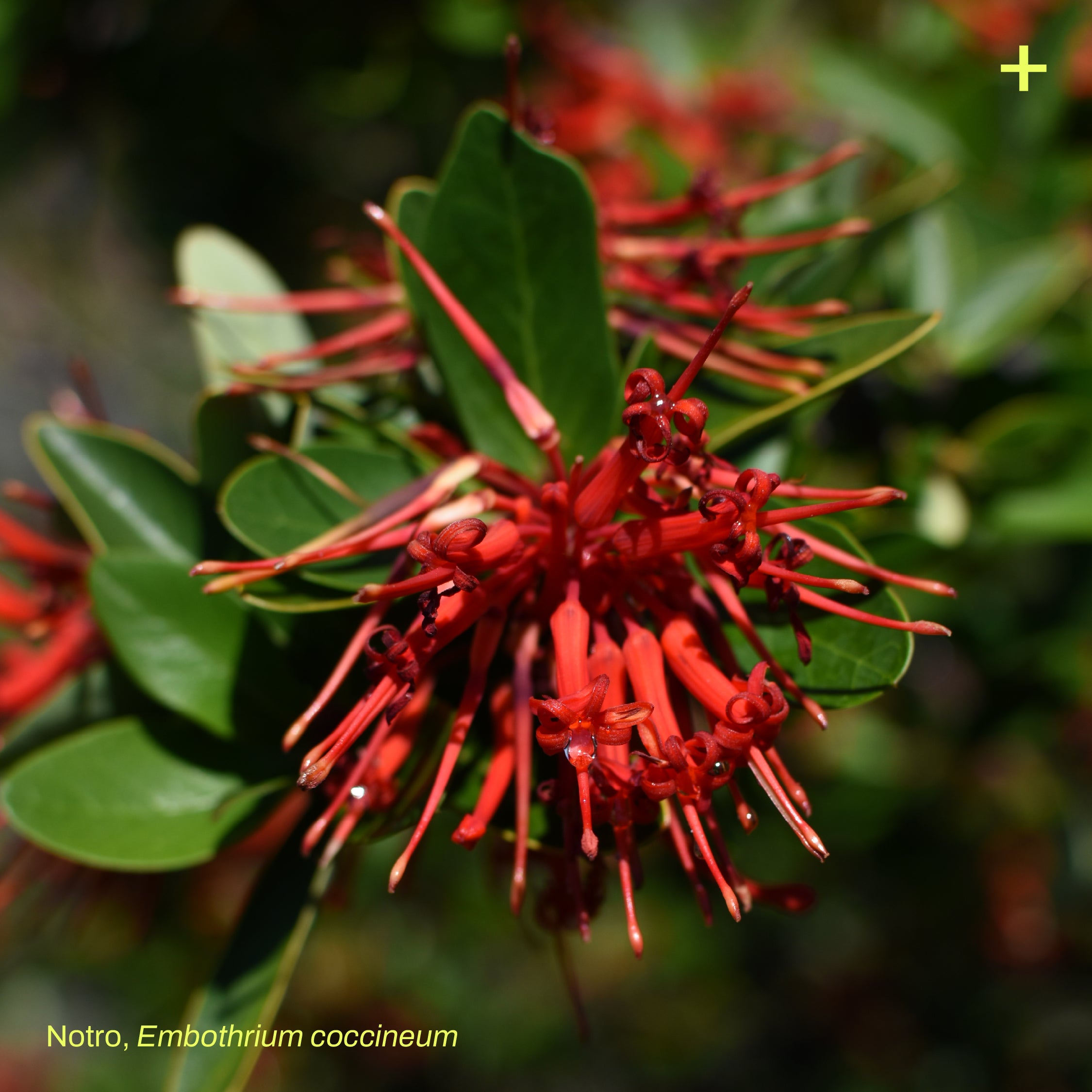 Pack Bosque Miyawaki Restauración Ecológica