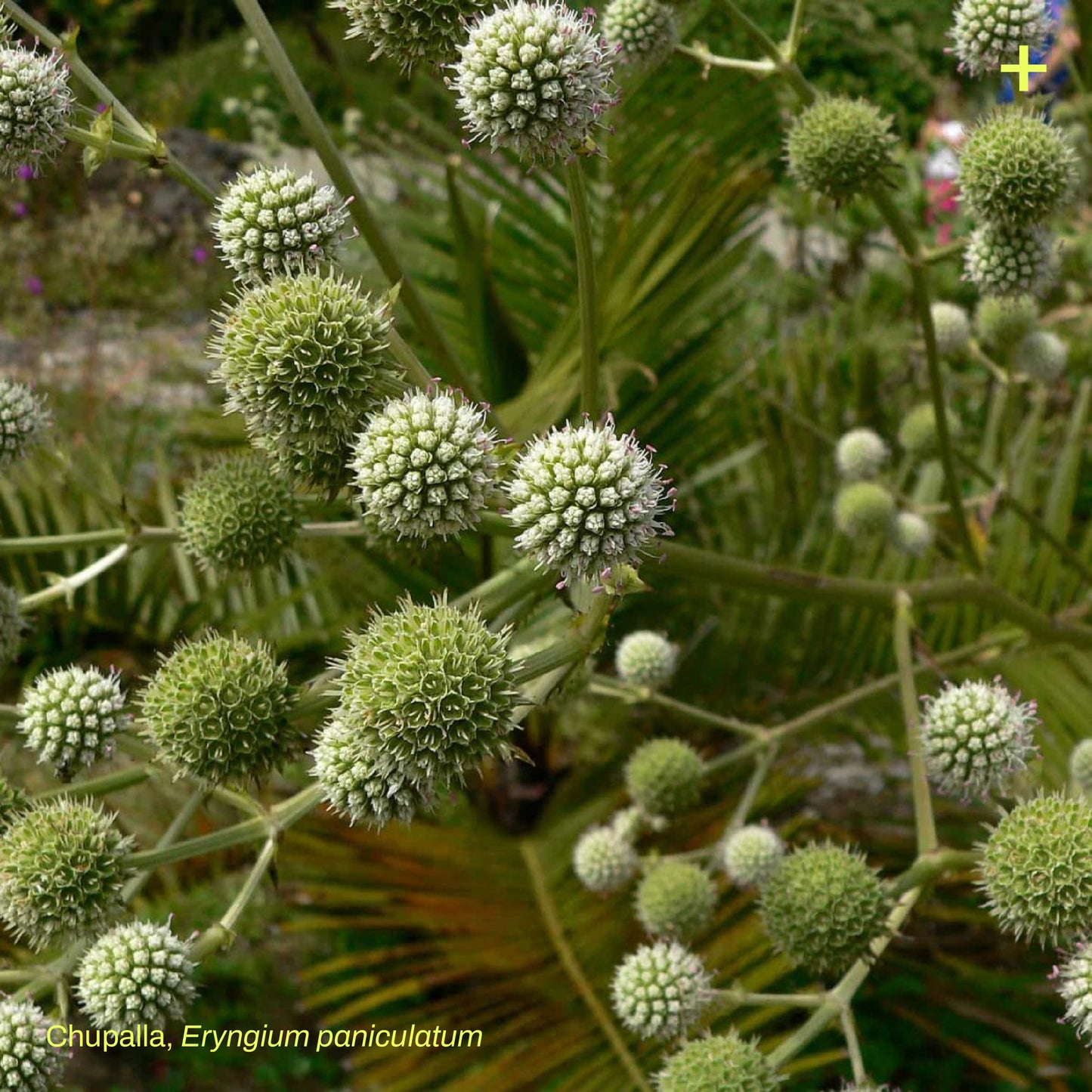 Pack Banda Floral de Estepa